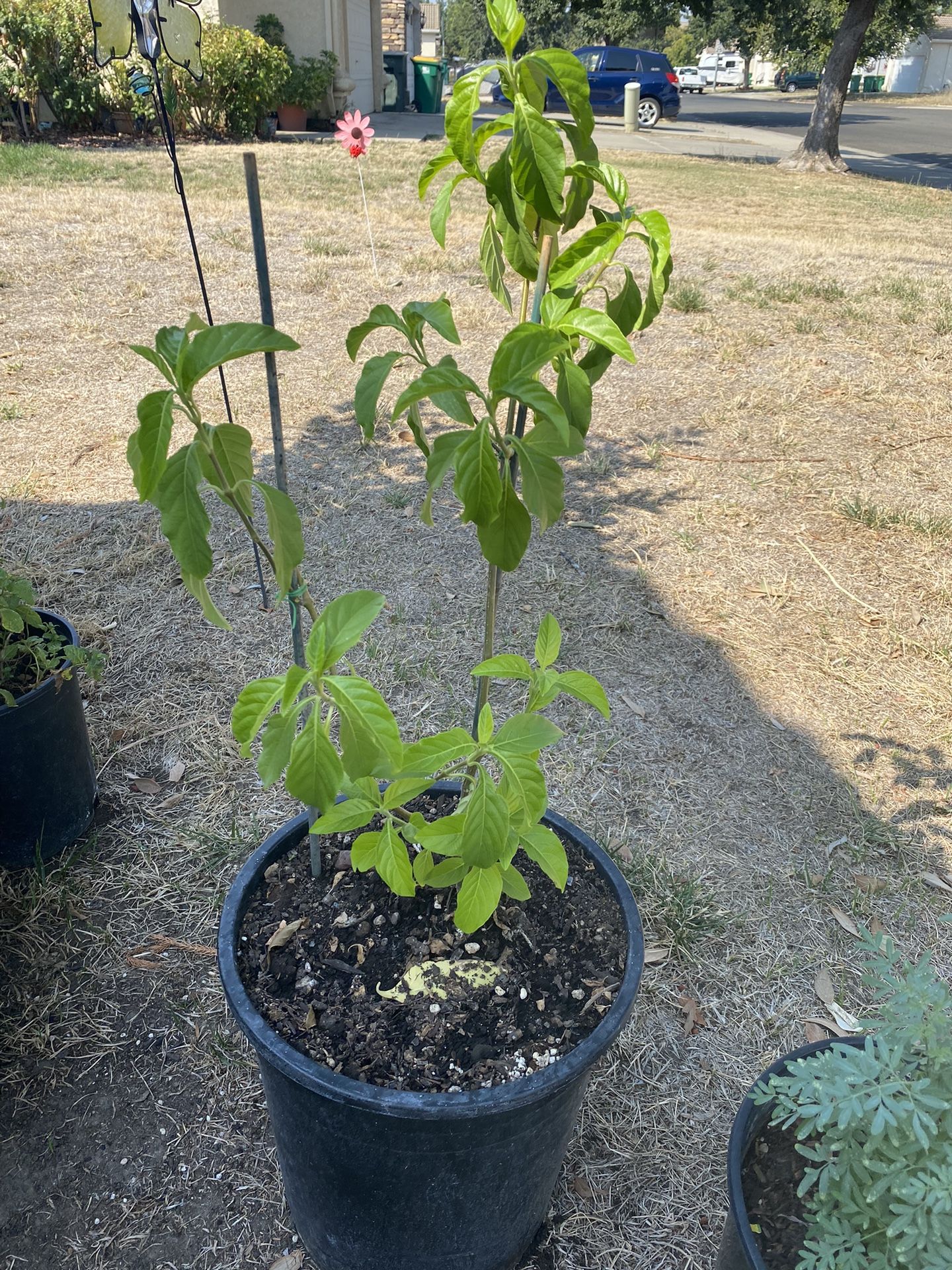 Planta De Muicle O Nicle Ala Venta