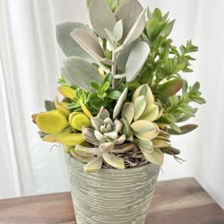 Succulents Arrangement In Ceramic Pot 