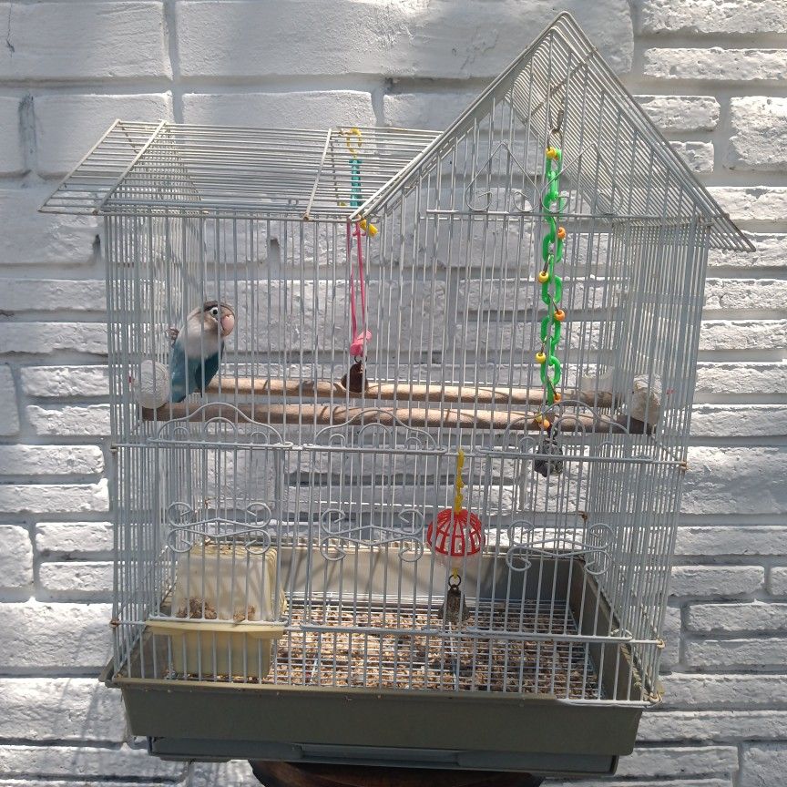 BIRD CAGE