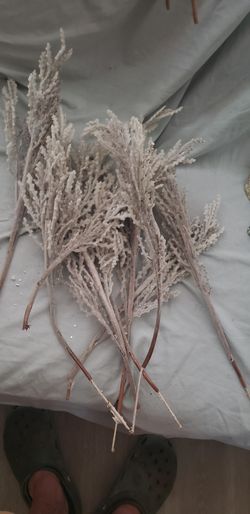 Conifer crafting supply