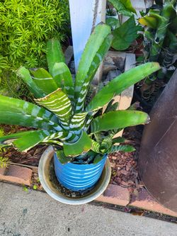 Amazonian Zebra Plant