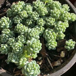 Succulents Plants 4”inch Pot 🪴