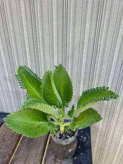 Kalanchoe Plant