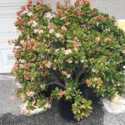 4 Flowering Jade Trees  4 Feet Tall $25.00 Each