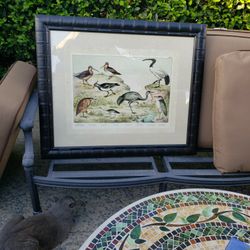 Bird Picture