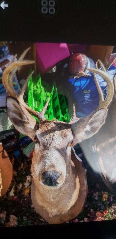 Buck Mounts