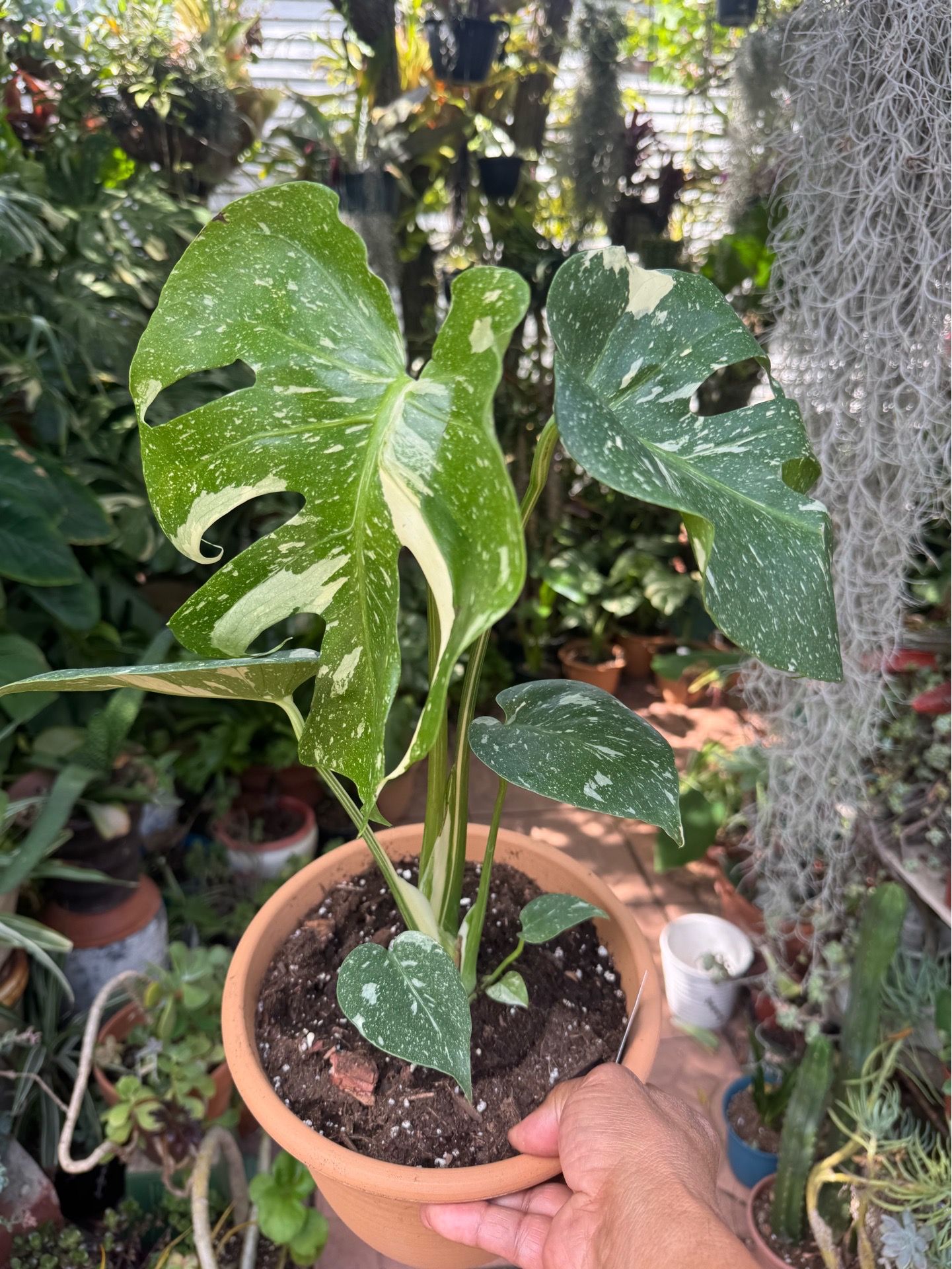 Variegated Monstera Thai Constellation Philodendron