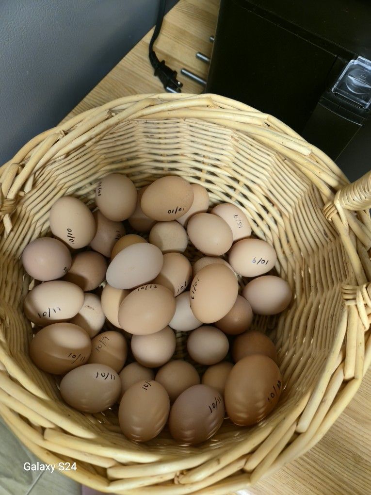 Fresh Eggs