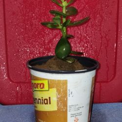Jade Plant 