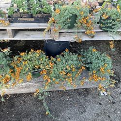 🔥🔥 Parrots Peak 