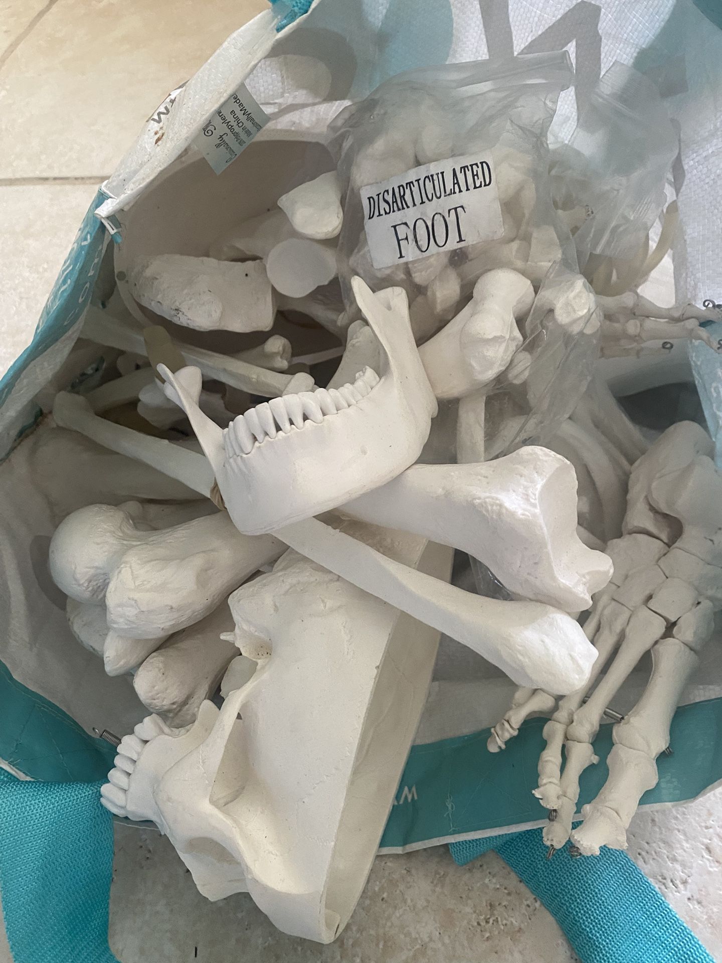 Disarticulated Human Skeleton Model For Anatomy