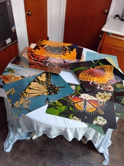 1994 library prints 18x13" Laminated moths and butterflies all for