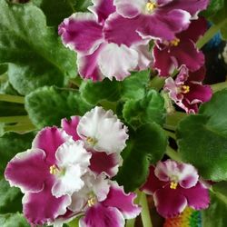 African Violet Flower Plant