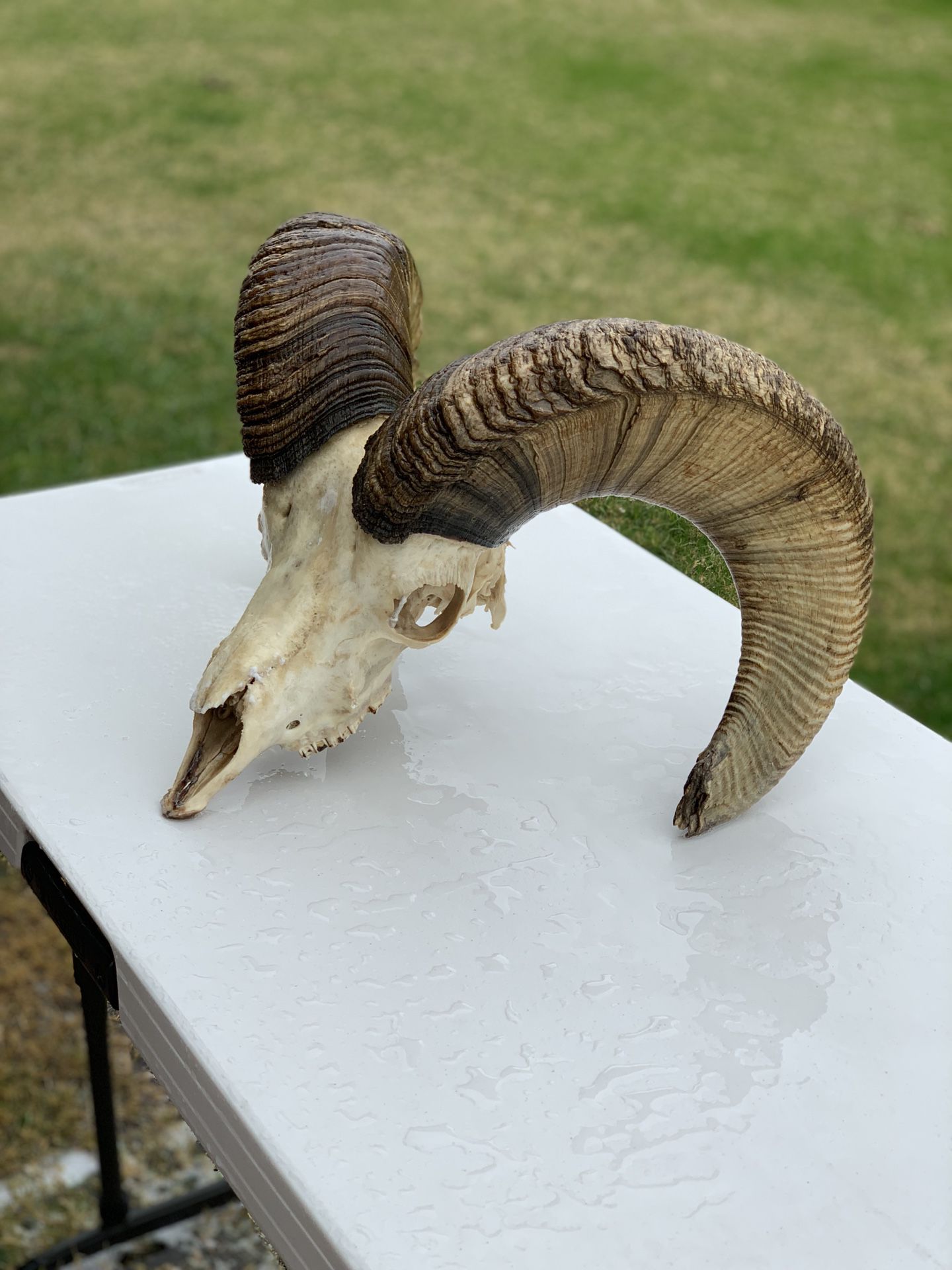Big horn sheep skull with horns