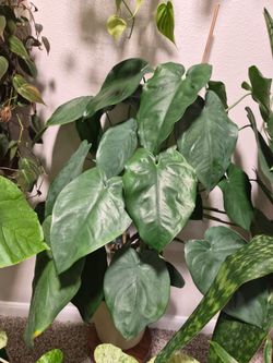 Syngonium Chiapense