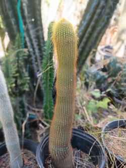 Golden ball cactus plant