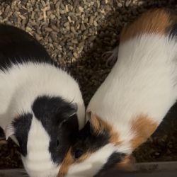 Gerbils Guineas