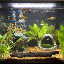 15 Gallon Fish Tank 