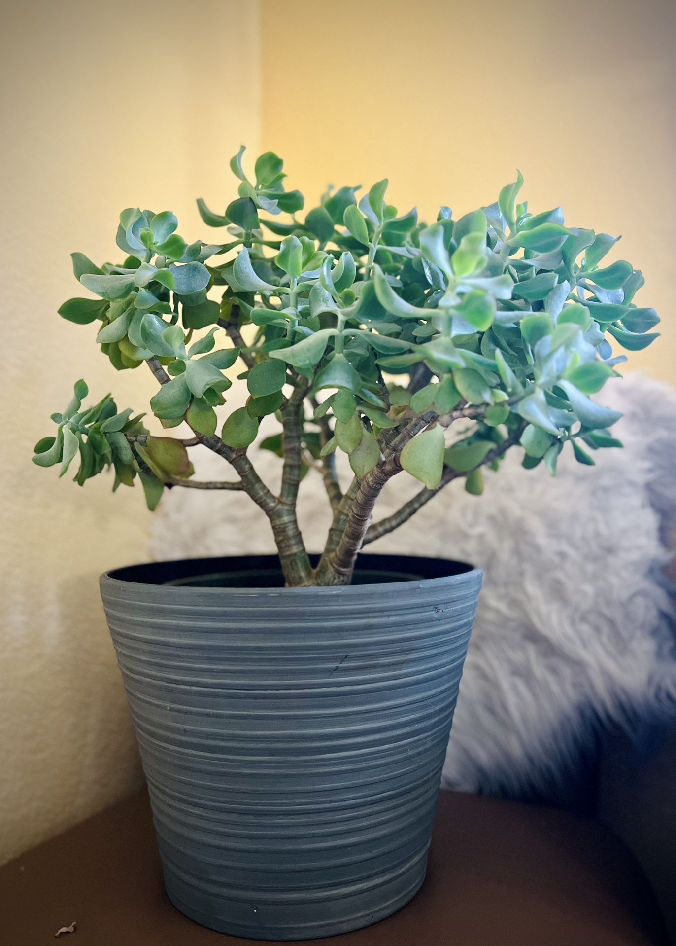 Happy succulent houseplant