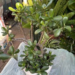 Bonsai Jade  Combine With Cactus 2’ High Beautiful Base White