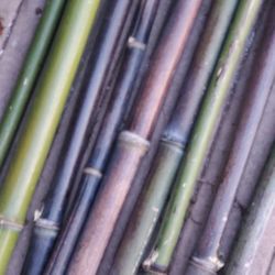 Ornamental BAMBOO