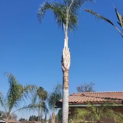 Trees * Palms Servic3