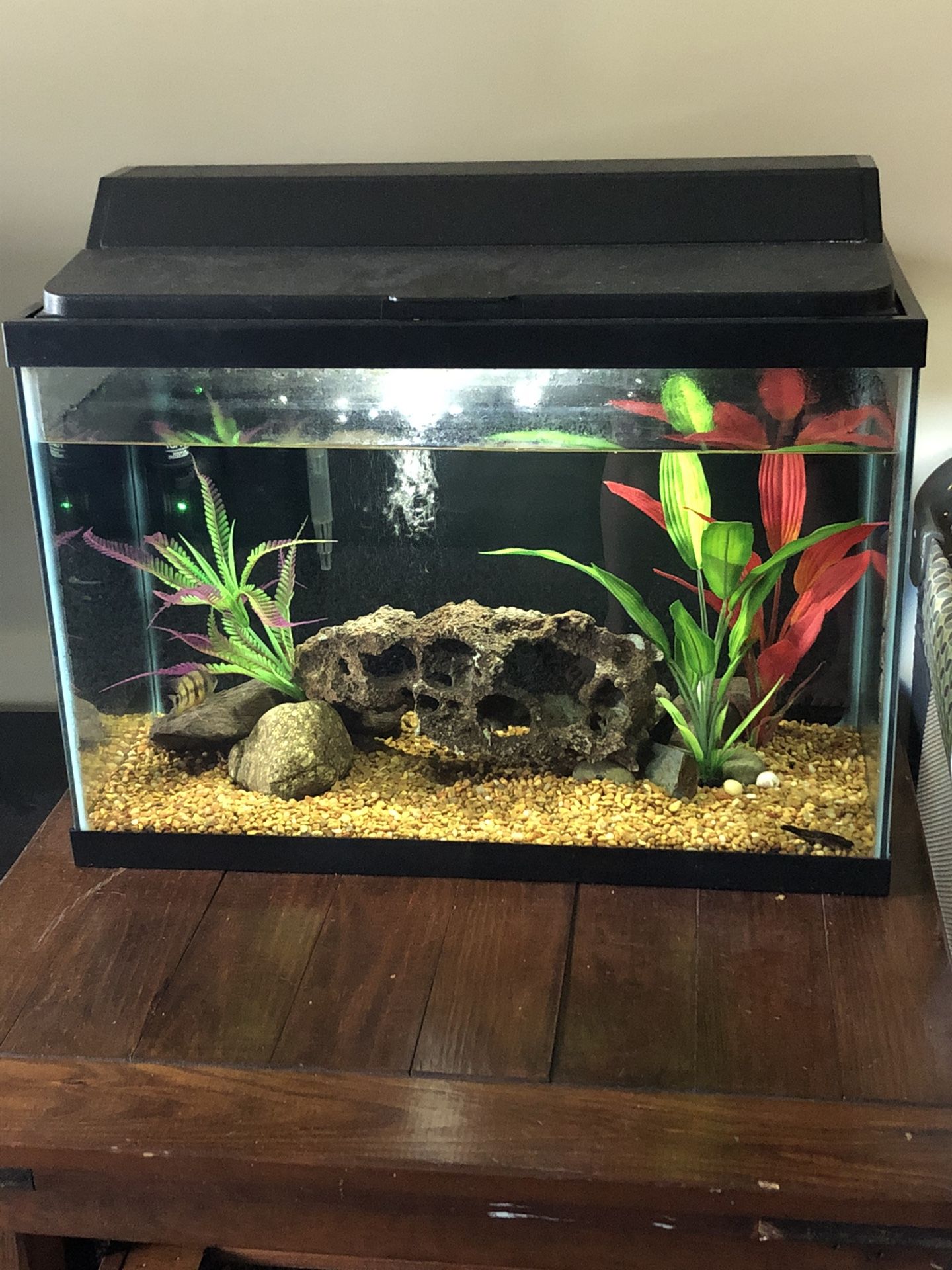 Complete 30 gallon fish tank