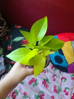 Neon Pothos