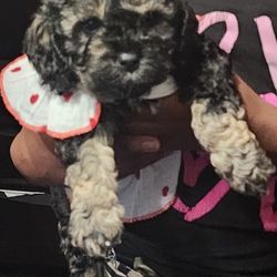 Multi Cockapoo Puddle 