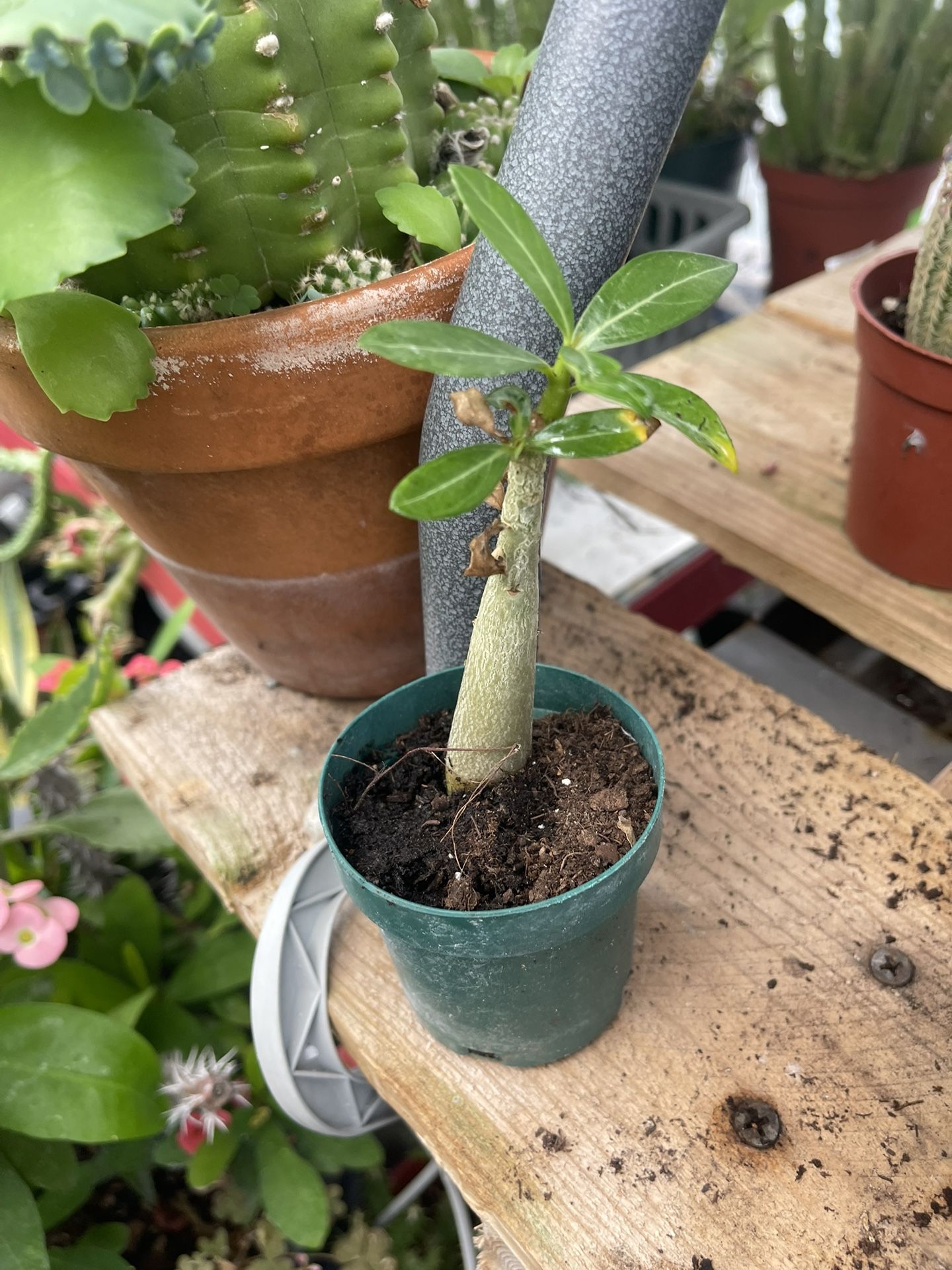Deserts 🌵 Rose 🥀 Plant