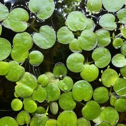 Frogbit (Hydrocharis laevigata)