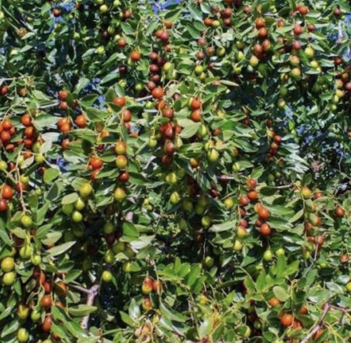 Chinese Jujube Apples
