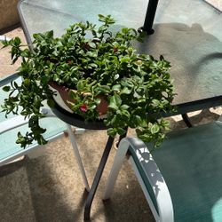 SUNNY. ROSE. FLOWERING. PLANT