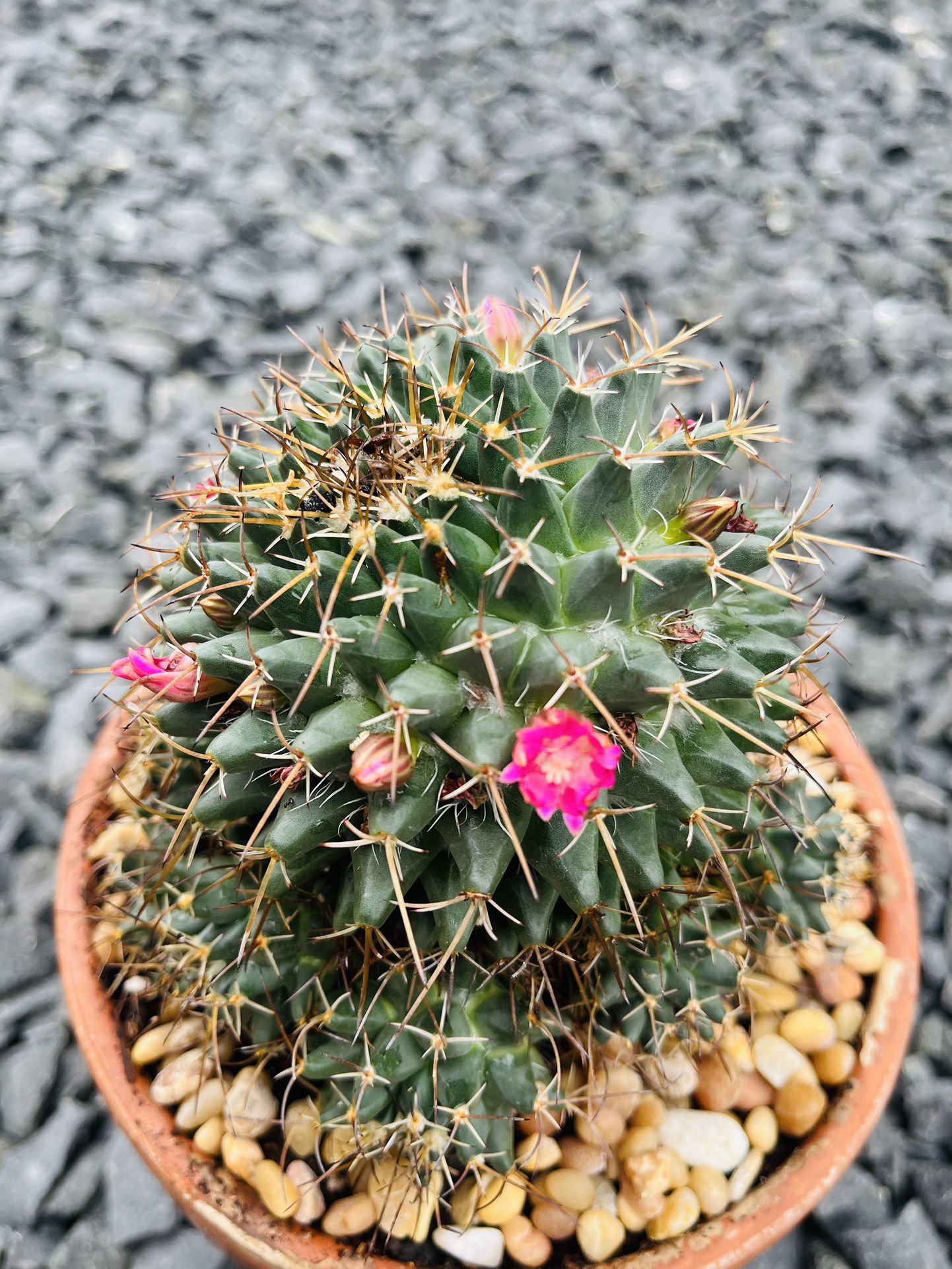 Flowering Cactus In 6” Clay Pot