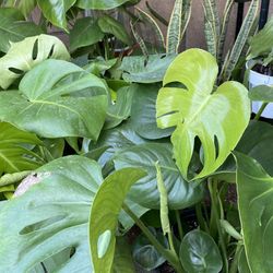 Monstera Plant ,2 Gallons Pot ,16 inches Tall ,$20Each