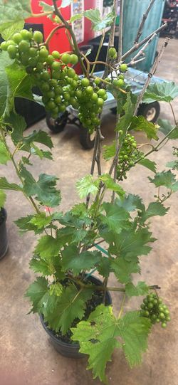 Grapes plant