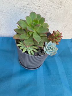 Succulents Plant Arrangement