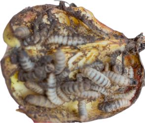 Black soldier fly larva