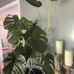 Monstera Cuttings 