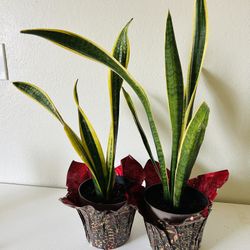 Snake Plants 1 5 Each 
