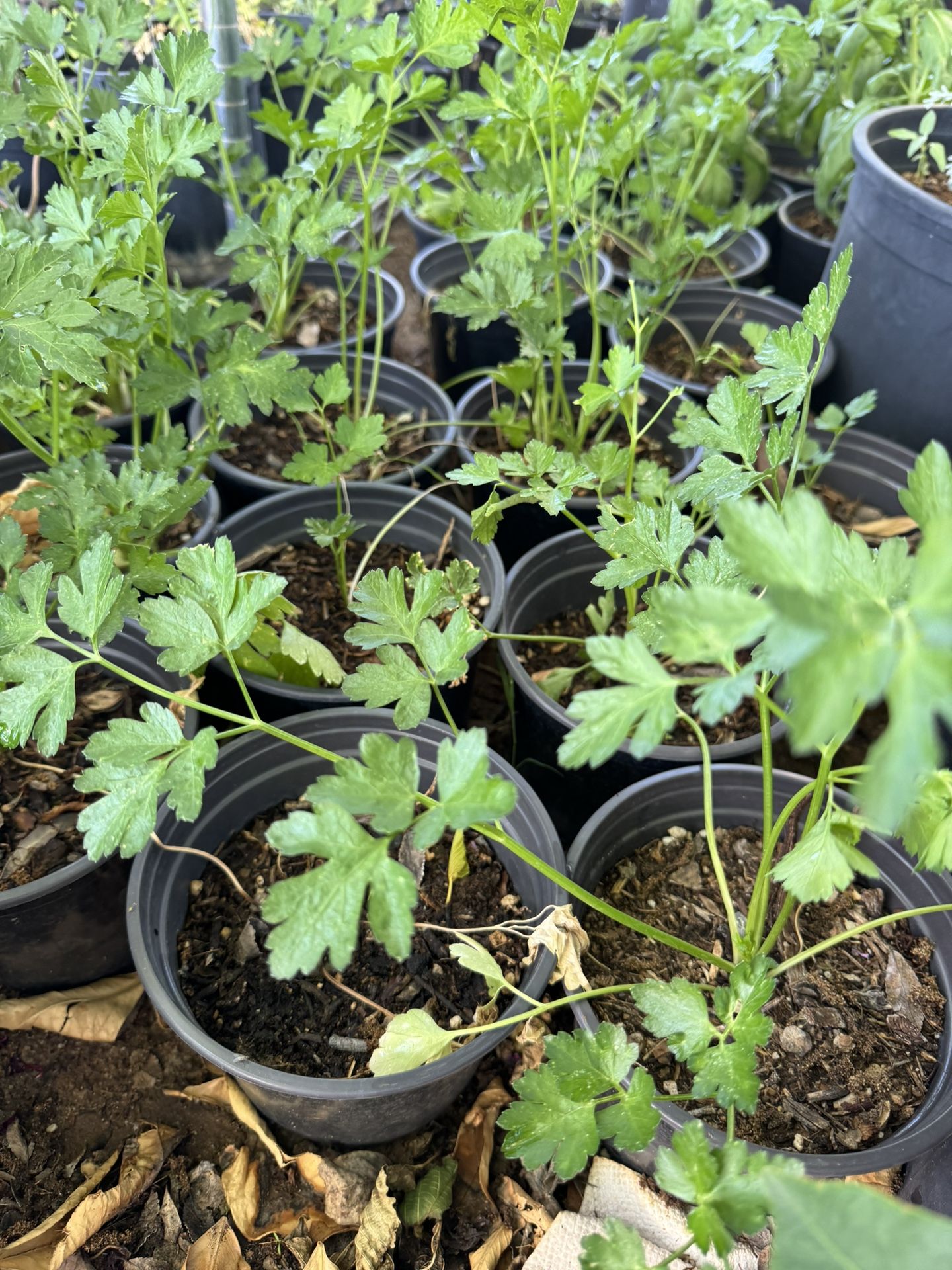 Parsley Plants 