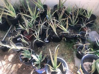 Aloe Vera for sale (Se vende savila)