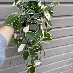 6” hoya queen tricolor 