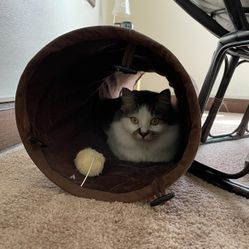 cat toy crinkle tunnel