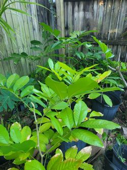 Ackee Plants