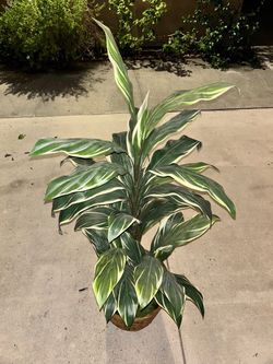 Faux Draecana Plant w/ Wicker Basket