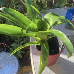 Bromelia Plant