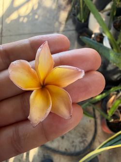 Cutting plumeria