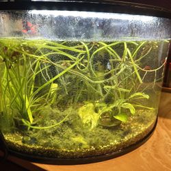 Free Fish Tank And Live Plants