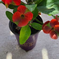 Coronas De Cristo Rojas Con Verde 